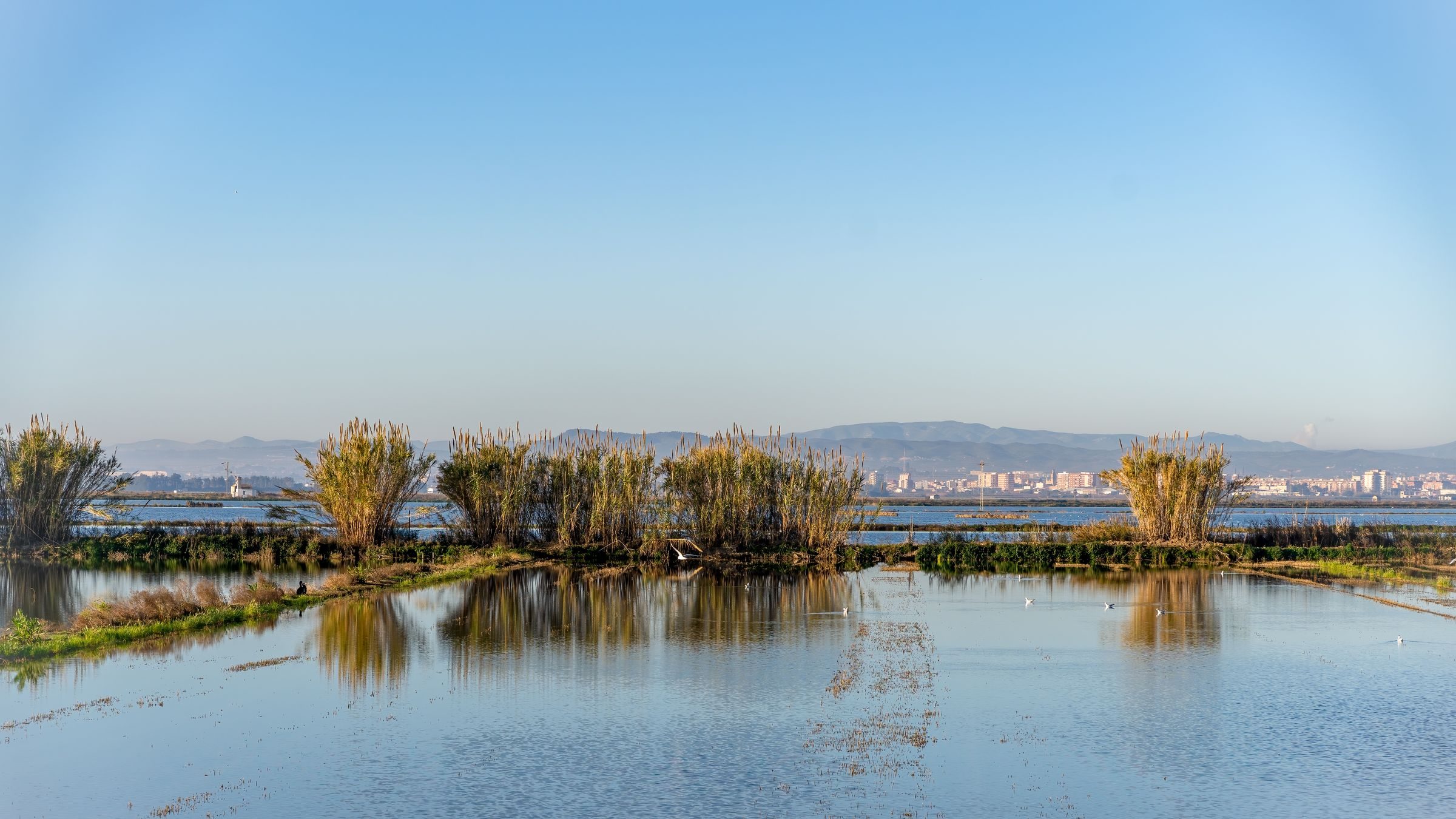 Arrozales de la Albufera de Valencia